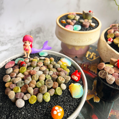 Lithops Random Mix Rare Live Succulent Plants, 30/50/100 Pcs Succulent Live Plant, Bare Root Without Pot Soil, Garden Indoor Office, Friend Plant Lovers Gifts (Normal 100pcs)