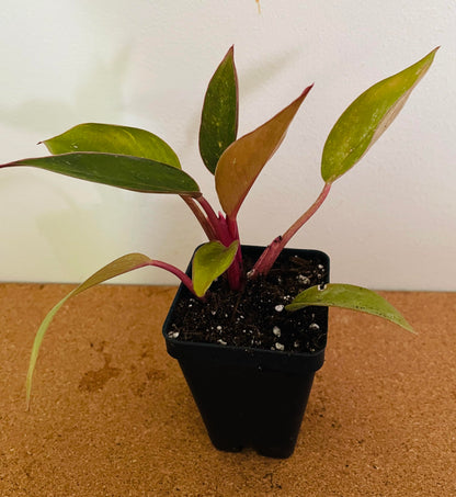 Zomo Garden Philodendron Birkin Pink live plant 2.5"" pot, green
