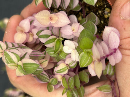 Callisia Repens Bianca, Pink and Green Trailing Plant, Live Indoor Houseplant