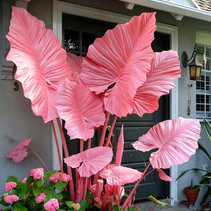 QYTGVSZ MEDSYTIJD Shaped Elephant Ears, a clumping, Shade-Tolerant and Easy-to-Care-for Plant, is Suitable for Outdoor Gardens and Potted environments.-4bulbs
