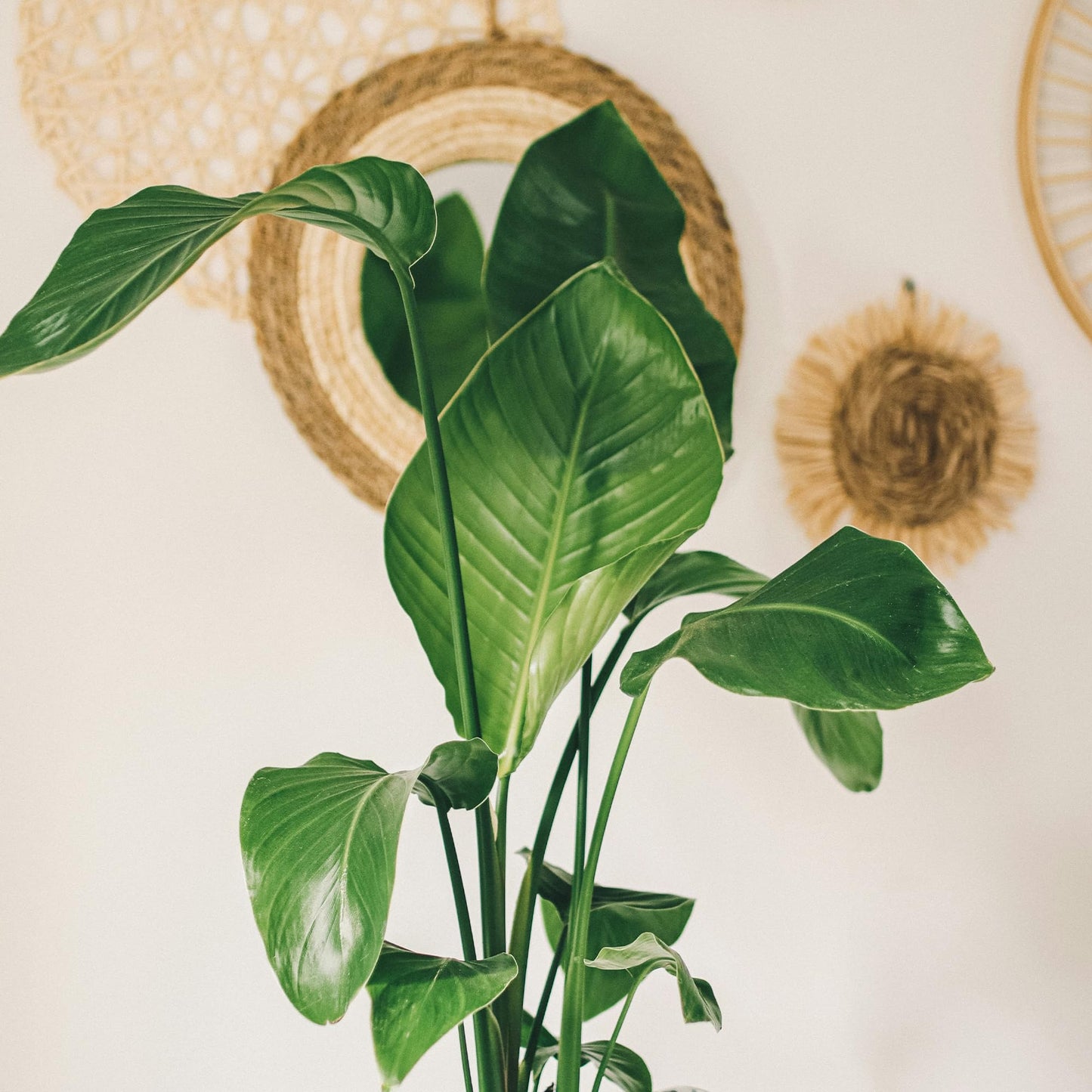 Live White Birds of Paradise Plant - 'White Birds of Paradise' Strelitzia nicolai - ragnaroc Tropical Plant 6-10” Tall - 1ct - Live Arrival Guaranteed - House Plants for Home Decor & Gift