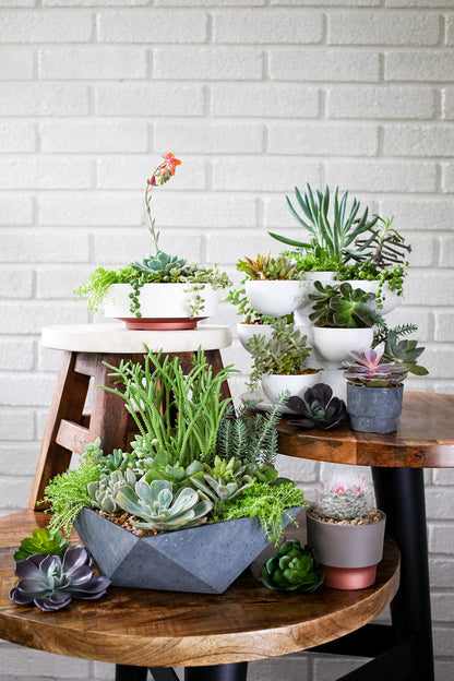 The HC Companies 6 Inch Deco Faceted Plastic Succulent Bowl - Unique Decorative Indoor Planter with Drainage Hole, Faux Concrete (Pack of 2)