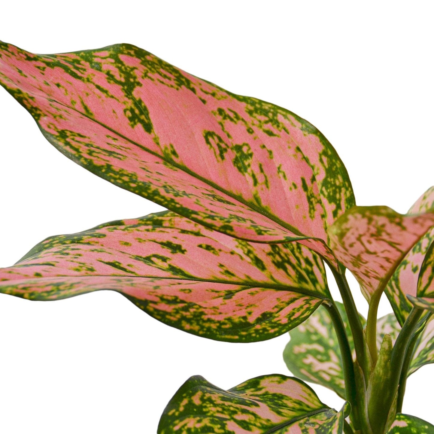 Chinese Evergreen 'Lady Valentine' in 2in Pot - Live Plants Tropical Houseplants | Variegated | USA Growers | The Snobby Leaf