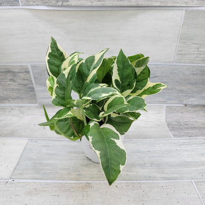 Pothos NJoy Live Houseplant 4 Inch Pot Established Variegated Epipremnum Aureum Easy Care Indoor Plant White Green Foliage Vining Devil's Ivy