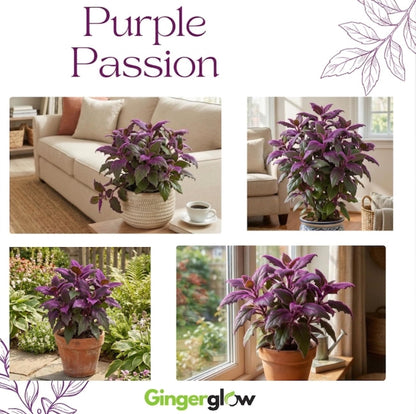 Purple Passion Plant Live Indoor Plant – 4 Inch Tall | Suitable for Home Décor & Gifts | Unique Purple Leaves, Beginner-Friendly & Compact Growth