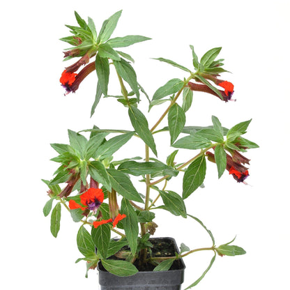 Cuphea Llavea, Bat-Faced Cuphea, C. Blepharophylla, Red or Torpedo Cuphea, Houseplant or Annual, Loved by Pollinators, Container Size: 3" (2.6x3.5)