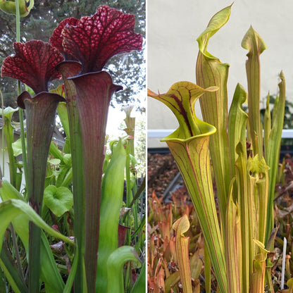 Savage Gardeners Live Carnivorous Pitcher Plant Sarracenia - Flowering Sized, Beginner-Friendly, Comes Potted in 2.5'' Pot