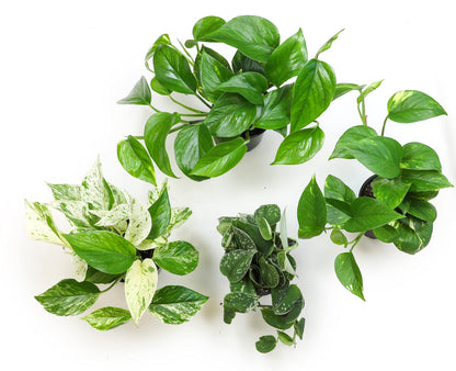Altman Plants Live Pothos Plants (4PK) and Easy to Grow Houseplants (Pack of 6) Indoor Plants in Containers