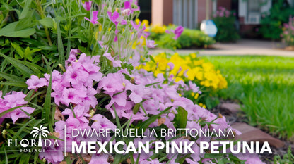 Katie's Dwarf Mexican Petunia Pink | 10 Live Plants | Ruellia brittoniana | Compact Flowering Perennial | Low Growing Pollinator Favorite for Walkways Borders Containers Landscaping
