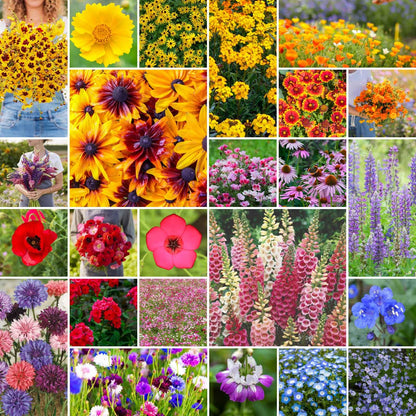 Eden Brothers Pacific Northwest Wildflower Mixed Seeds for Planting, 1/4 lb, 120,000+ Seeds with Cornflower, CA Bluebell | Attracts Pollinators, Plant in Spring or Fall, Zones 3, 4, 5, 6, 7, 8, 9, 10