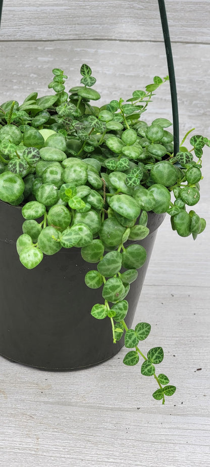 String of Turtles,Peperomia Prostrata Plant Live Rare Houseplants All Plants are Fully Rooted Plants in 4 inch Hanging Pot by 3exoticgreen