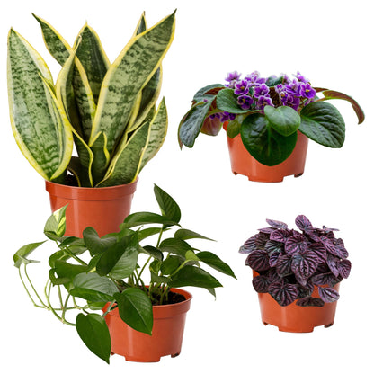 Easy to Grow Houseplants Mix Pack of 4 Full Size Potted Plants - Established & Rooted in 4" Quart Pots, Growers Assorted Mix of Air-Purifying Large Plants (Not Starter Plugs)