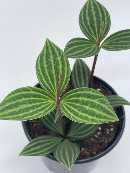 BubbleBlooms Peperomia Puteolata in a 4 inch Pot Stilt Parallel Peperomia