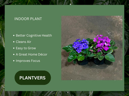 PLANTVERS African Violet in a 4" Grow Pot – Indoor Flowering Plant – Stunning White, Pink, and Violet Blooms – Set of 2 Colors