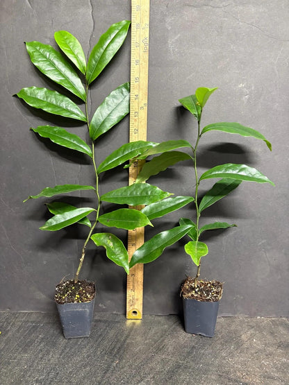 Live Plant - Stellar RubyMagnolia Hybrid TreeSMALL Starter Plant-Ruby Banana Scented Blooms