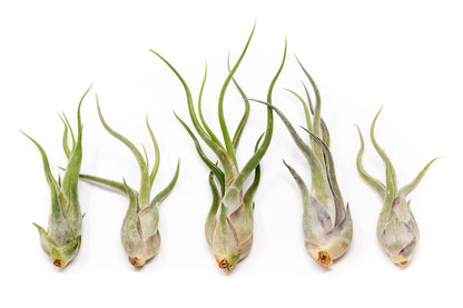Tillandsia Caput Medusae Air Plants - Live Succulent House Plants - Available in Wholesale and Bulk - Home and Garden Decor - Easy Care Indoor/Outdoor Air Plant (Pack of 5)
