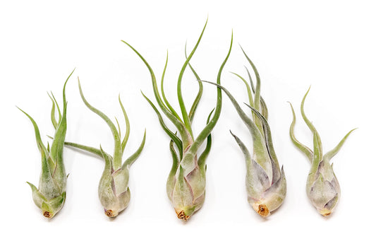 Tillandsia Caput Medusae Air Plants - Live Succulent House Plants - Available in Wholesale and Bulk - Home and Garden Decor - Easy Care Indoor/Outdoor Air Plant (Pack of 5)