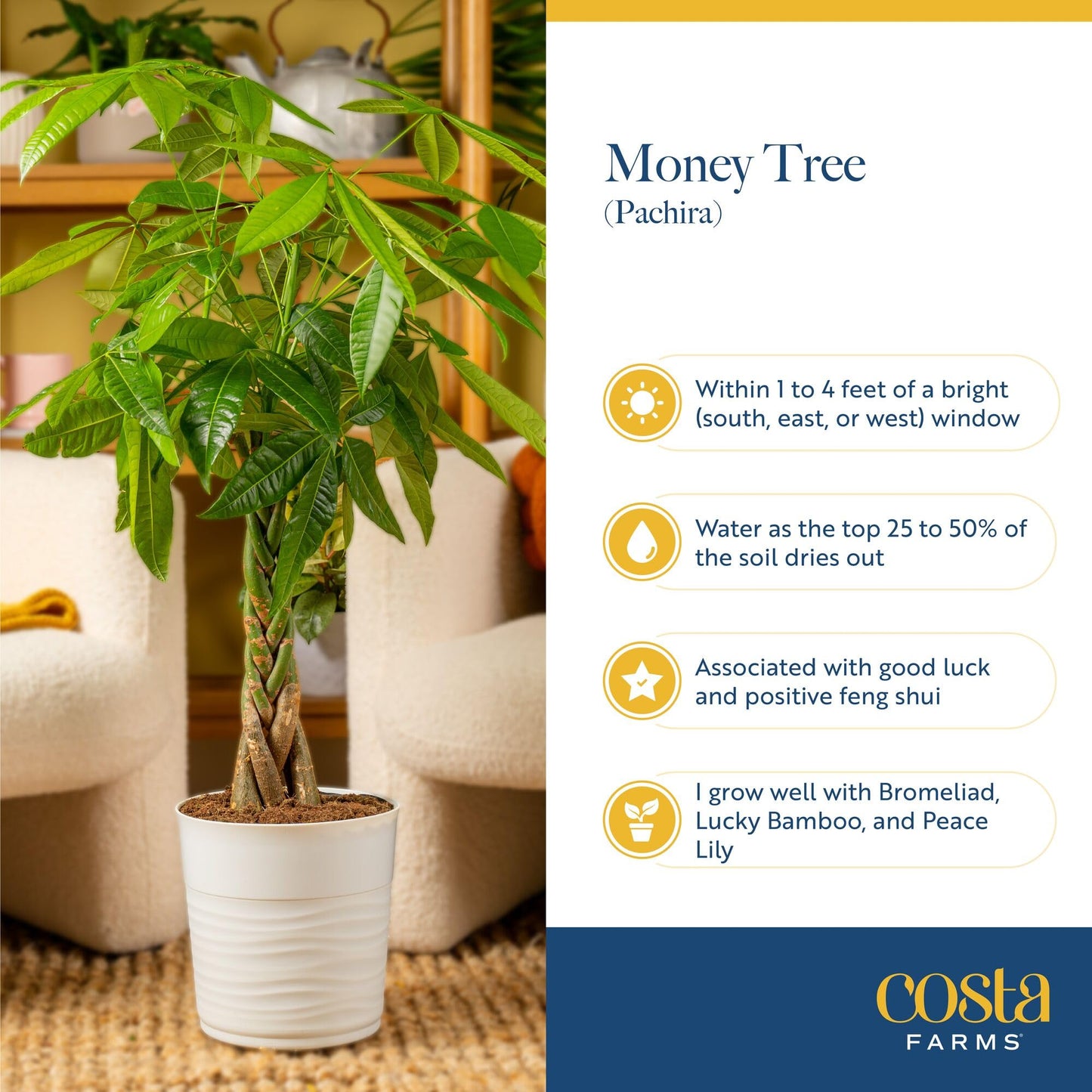 Costa Farms Money Tree Live Plant | 8-10 Inches Tall | Easy to Grow Indoor Houseplant in 2.5 Inch Plant Pot | Live Bonsai Home, Office, or Room Decor | Garden, Birthday, and Housewarming Gift
