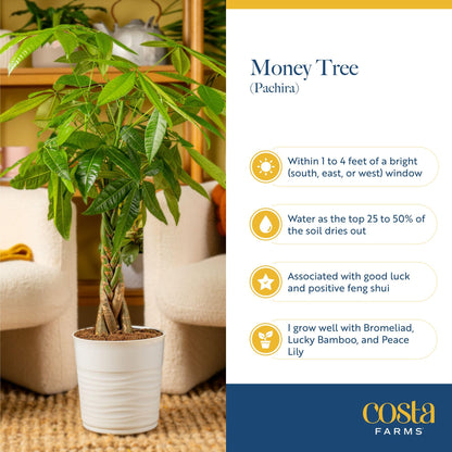 Costa Farms Money Tree (Pachira Aquatica) Live Indoor Bonsai-Style Plant, 12-16 Inches Tall, Braided Trunk Houseplant in Decorative Pot, Easy Care Pet-Friendly Decor