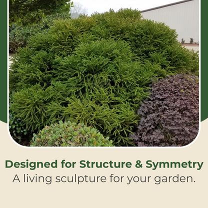 3 gal. Cryptomeria Globosa Nana Shrub