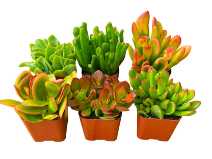 Succulents Plants Live Jade Plant 2" 3-Pack Mystery Collection, Live Jade Plant Starter Collection, Live Succulent Plants in Grower Pots with Succulent Soil Mix by The Succulent Cult