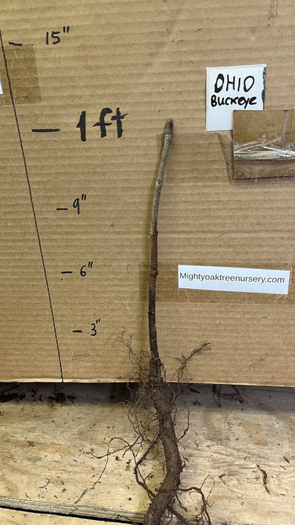6-12” Tall Ohio Buckeye (Aesculus glabra) 1-2 Year Old Tree, Bare Root Plant