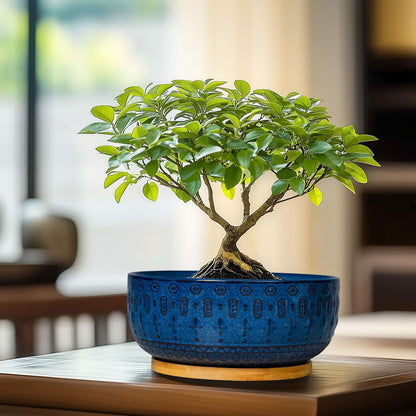Fivepot Bonsai Pots - 8 Inch Ceramic Succulent Pots with Drainage Hole and Saucer, Planters for Indoor Plants, Modern Round Decorative Flower Planter, Home Decor, Housewarming Gifts, Blue