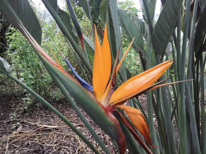 Orange Bird of Paradise Plant – Live Tropical Plant Strelitzia Reginae