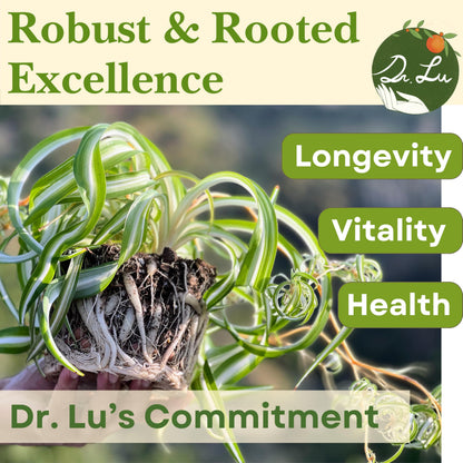 Dr. Lu’s Organic Bonnie Curly Spider Plant | Air Purifying House Plants | Rooted Spider Plant | Easy Grow Indoor Plants | Live Plants in 4'' Nursery Pot