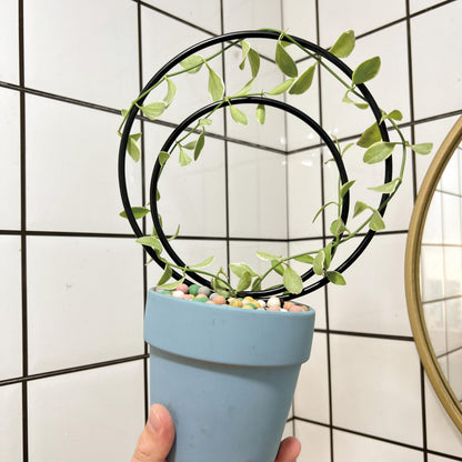 YOHSNOR Hoya Trellis Set of 3 Round Climbing Plant Supports - Small, Medium, Large - Sturdy Metal for Indoor & Outdoor Potted Plants - Easy Tool-Free Assembly - Great Choice for Plant Enthusiasts