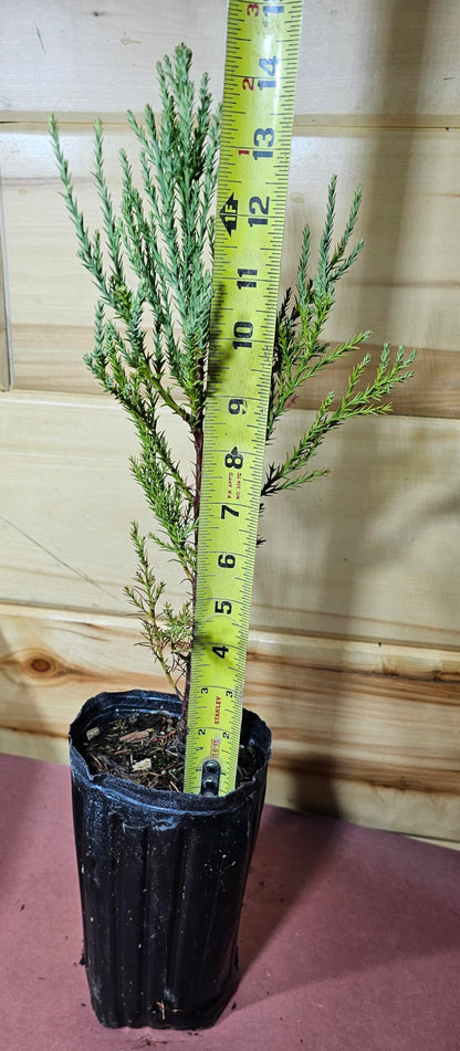 1 Giant Sequoia Tree Fast Growing Live Potted Tree SaplingTrees (Over 12 inches)