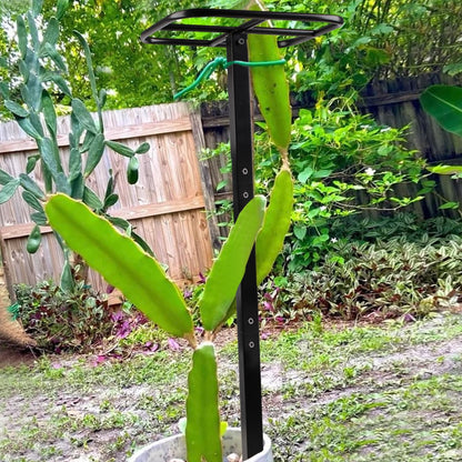 Yohsnor Dragon Fruit Trellis for Climbing Plants 50 * 12inches – Durable Metal Vertical Support Frame for Outdoor Gardens, Easy to Assemble, Stylish Design – Ideal Gift for Plant Enthusiasts