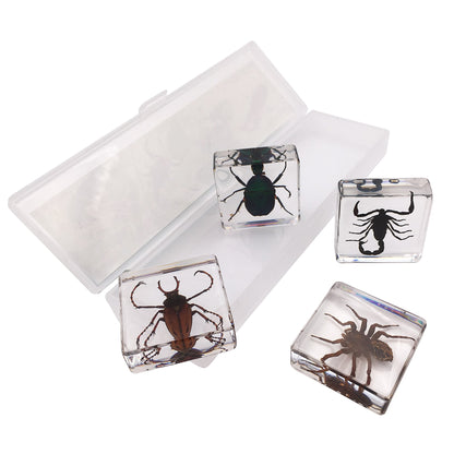 4 Real Bugs Insect Arachnid Resin Specimen STEM Set Magnifier Fun Fact Sheet Poster