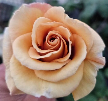 Ma Cherie Roses Butterscotch Climbing Roses Live Plants, Rose Bushes Ready to Plant, 2 Quart Pot, Live Plants Outdoor, Plant Gifts, Roses Live Plants, Outdoor Plants Live, Rose Bush, Climbing Roses