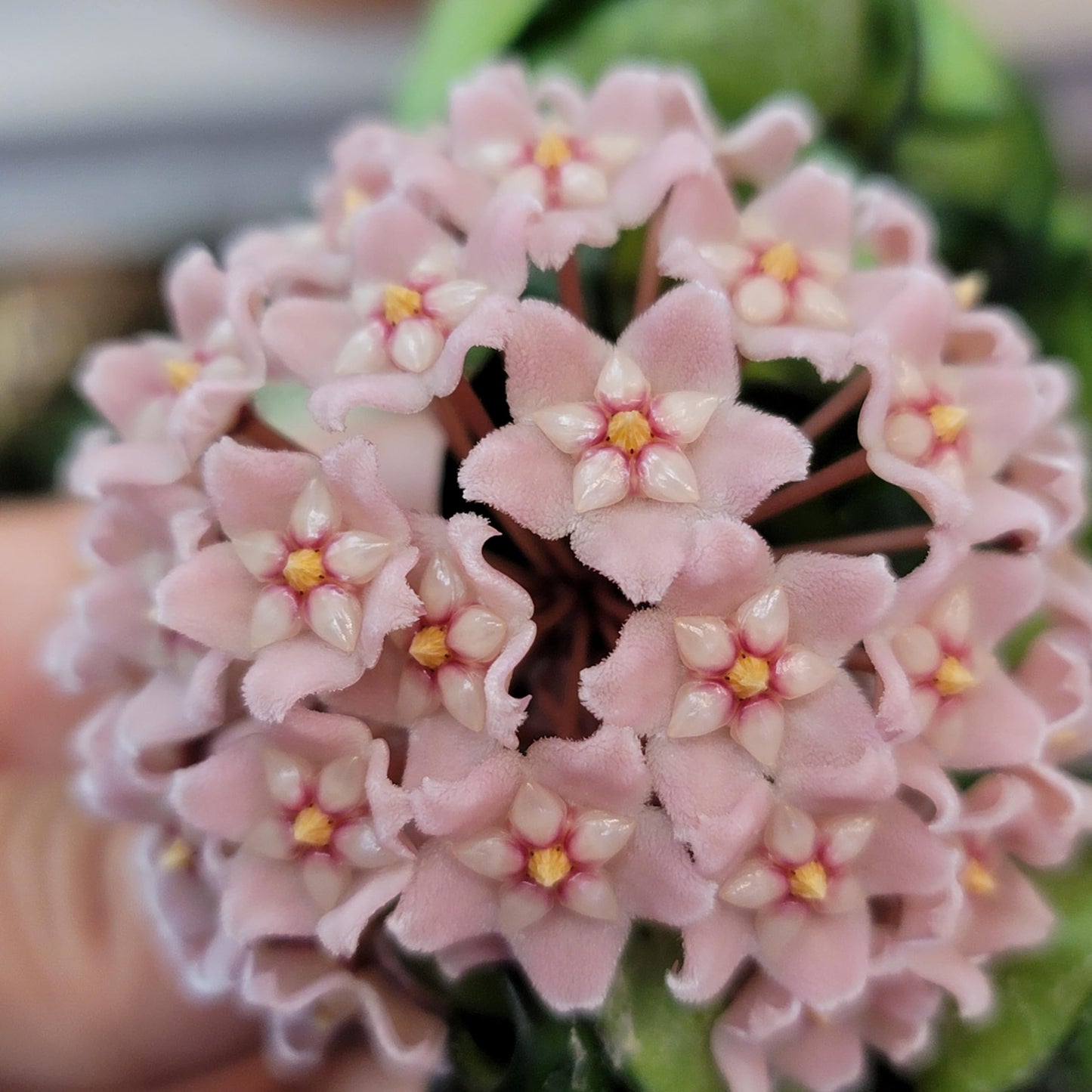 Hoya Compacta 2 Plants in a 4" Pot aka Hoya Hindu Rope Plant or Hoya Krinkle Kurl - Hoya Plant Live Houseplants - Live Hoya Plant - Hoya Compacta Live Plant - Air Purifying Plant - Pet Friendly Plant