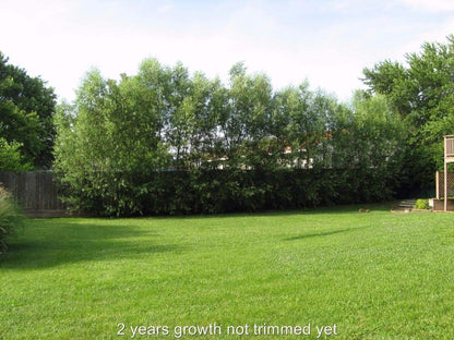 24 Fast Growing Trees - Hybrid Willow Tree Cuttings to Grow for Privacy or Shade - Guaranteed to Grow