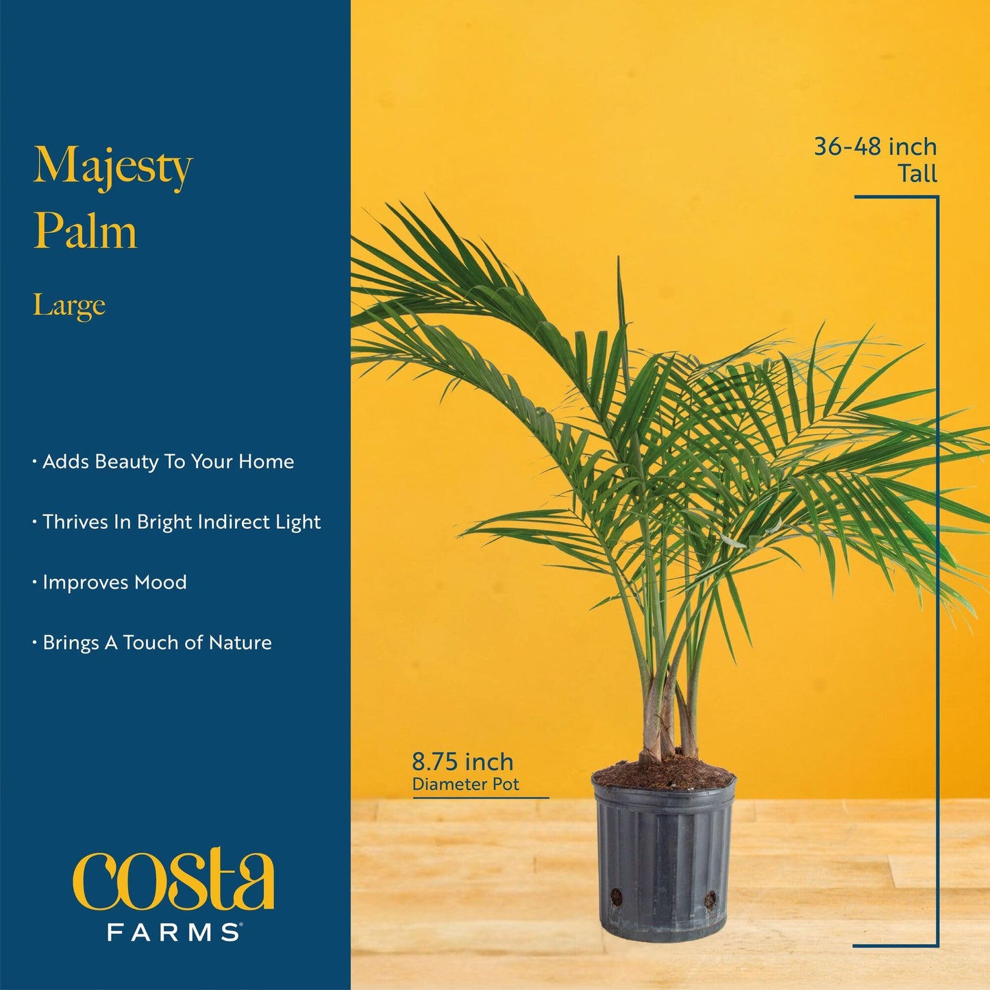 Costa Farms Majesty Palm Live Plant in Decorative Pot, Large Indoor Houseplant, Perfect for Home, Room, or Office Decor, Great House Warming or Birthday Gift, 3-4 Feet Tall