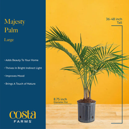Costa Farms Majesty Palm Live Plant in Decorative Pot, Large Indoor Houseplant, Perfect for Home, Room, or Office Decor, Great House Warming or Birthday Gift, 3-4 Feet Tall