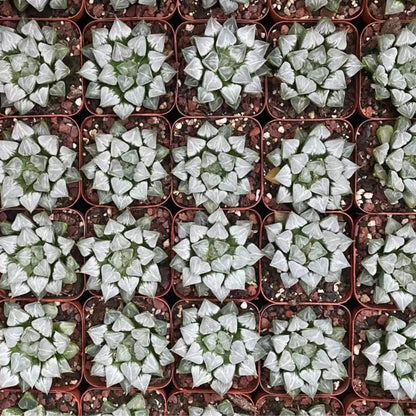 Rare Haworthia 'Love' – Exotic Succulent Plant – Unique, Collectible Live Indoor Plant – Easy-Care, Drought-Tolerant – Ideal for Succulent Enthusiasts, Workspaces & Special Occasions
