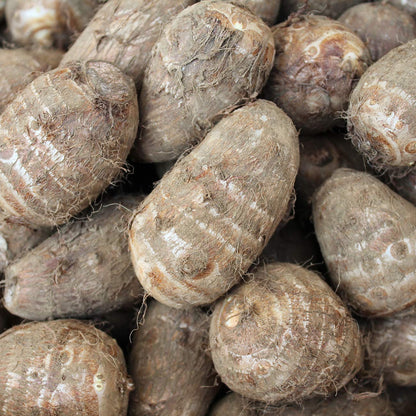 Van Zyverden Elephant Ears Antiquorum Illustris Set of 1 Bulb