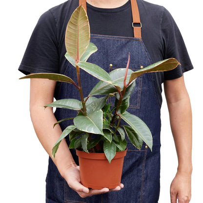 4 Pack Ficus Elastica 'Tineke' in 4in Pot - Live Plants Tropical Houseplants | Variegated | USA Growers | The Snobby Leaf