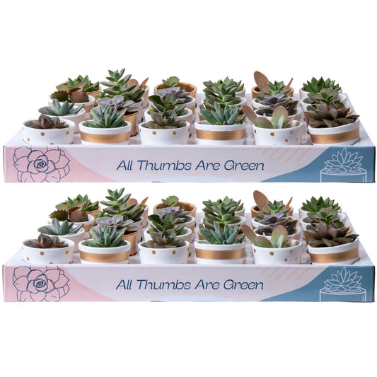 Costa Farms Mini Succulent Live Plants in Decorative Pots, Easy to Maintain Indoor Succulents, Houseplants for Home or Office Decor, House Warming or Party Favors, 2-3.5 Inches Tall, Pack of 48