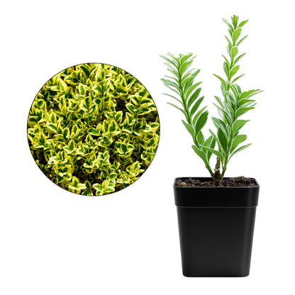 Variegated Boxwood Bonsai Starter Plant, Live Buxus Evergreen Shrub, Container Patio Accent Garden Plant 2 Inch Pot (1)