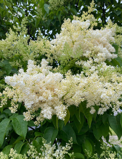 Ivory Silk Japanese Tree Lilac Live Plant – Syringa reticulata ‘Ivory Silk’ – Fragrant Creamy White Flowers – Hardy Ornamental Flowering Tree – Starter Plant