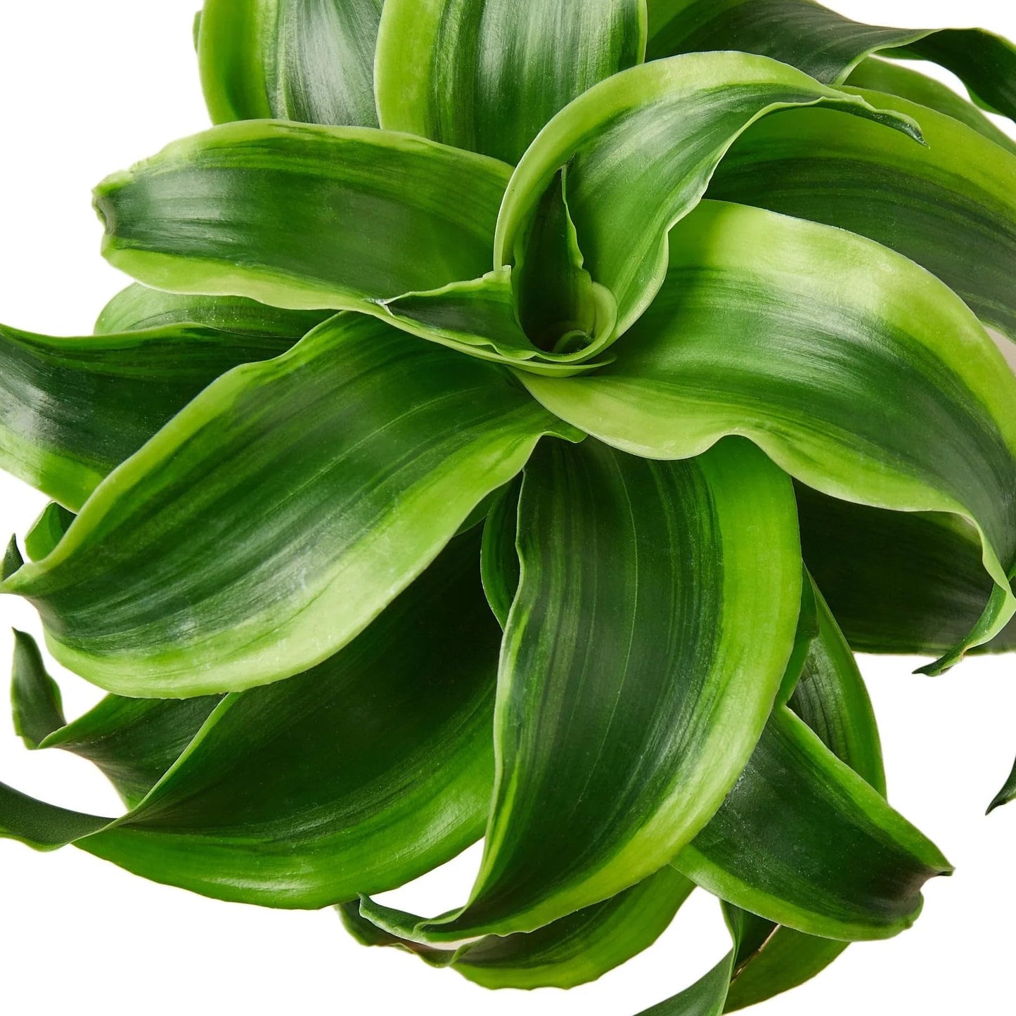 7 Pack Dracaena 'Tornado' in 4in Pot - Live Plants Tropical Houseplants | Variegated | USA Growers | The Snobby Leaf