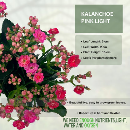 LEAL PLANTS ECUADOR Kalanchoe Plant Pink Light (Pack of 2) Vibrant, Long-Lasting Blooms & Easy Care,Air-Purifying, Perfect for Home Decor, Unique Gift for Plant Lover