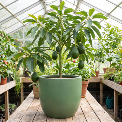 Avocado Tree Live 1-2 Ft Tall in 3 Gallon Pot, Grafted Avocado Tree for Outdoor Garden or Patio Planting, High Yield, Ready to Bear Fruits, No CA (Smooth Green Avocado)