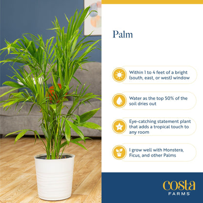 Costa Farms Majesty Palm Live Plant in Decorative Pot, Large Indoor Houseplant, Perfect for Home, Room, or Office Decor, Great House Warming or Birthday Gift, 3-4 Feet Tall