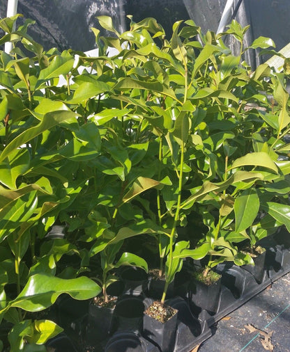 Live Plant - Brackens Brown Beauty Southern Magnolia Tree - Live Plant - (1 Qt)