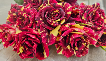 Ma Cherie Roses - Abracadabra Rose - 1 Gallon Rose - Live Plant Ready to Plant
